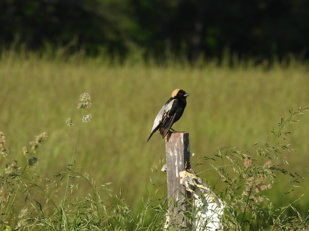 Bobolink - Kenneth Rieker