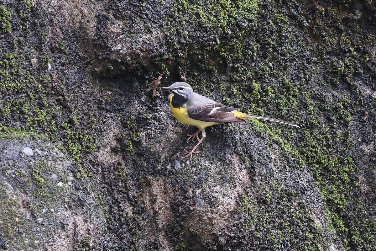 Gray Wagtail - Sam Zhang