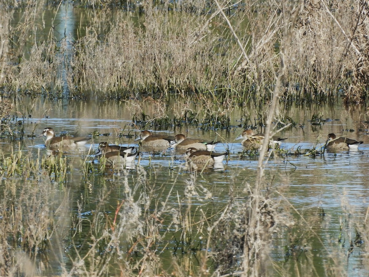 Ringed Teal - inés otero