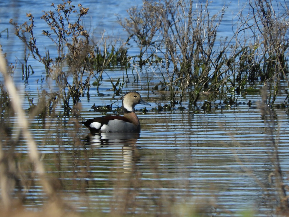 Ringed Teal - inés otero