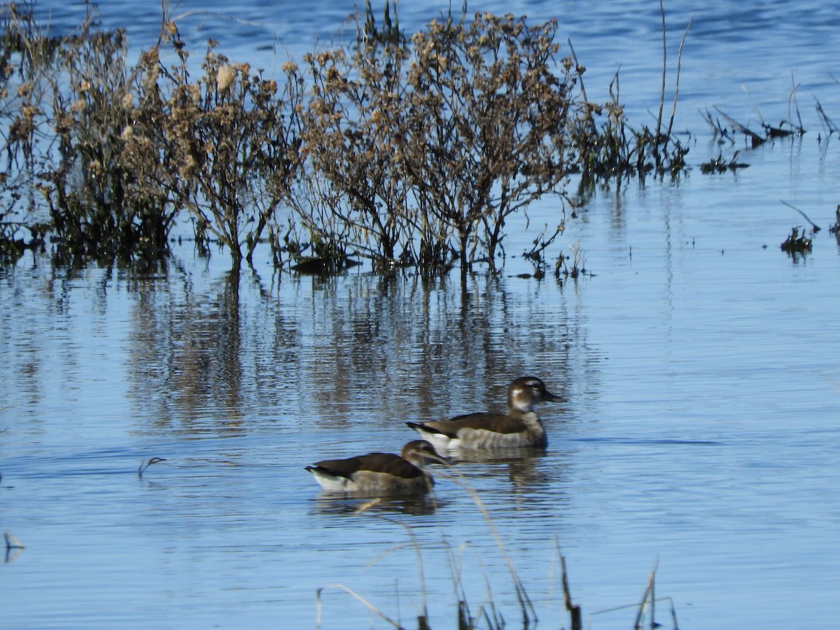 Ringed Teal - inés otero