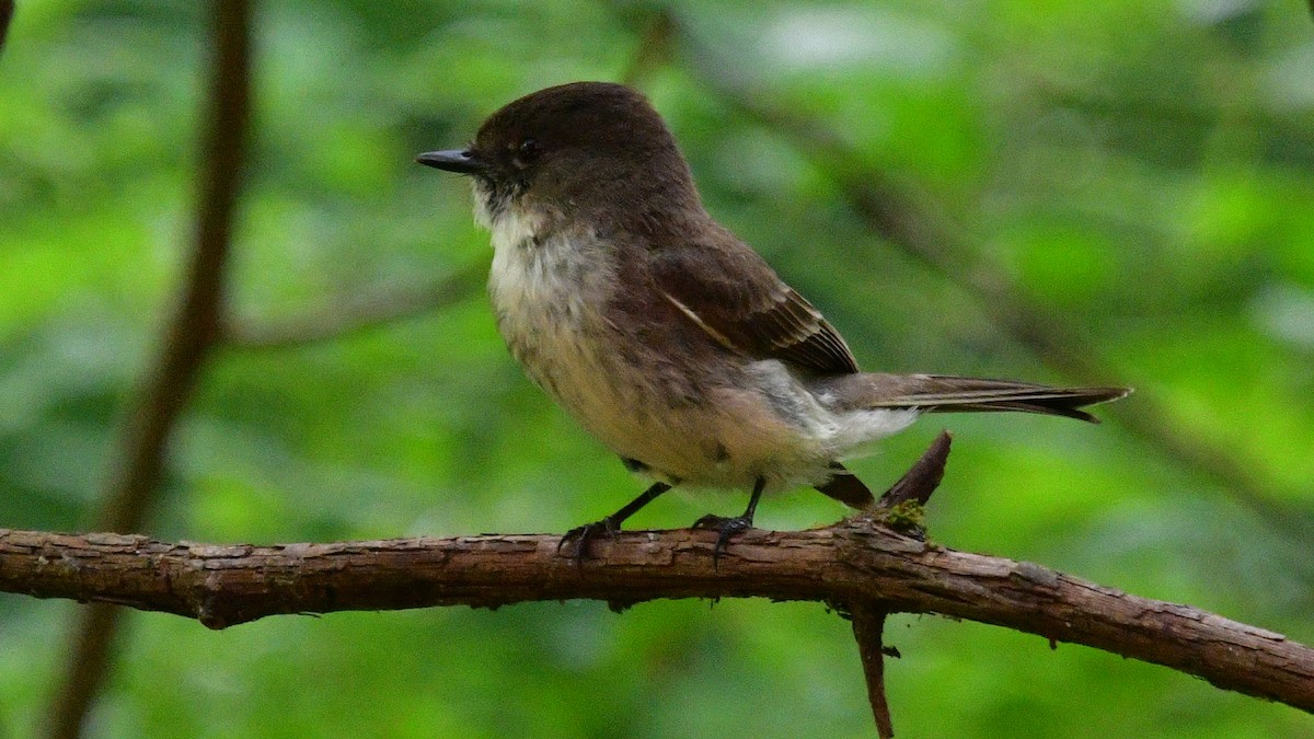 Eastern Phoebe - Carl Winstead