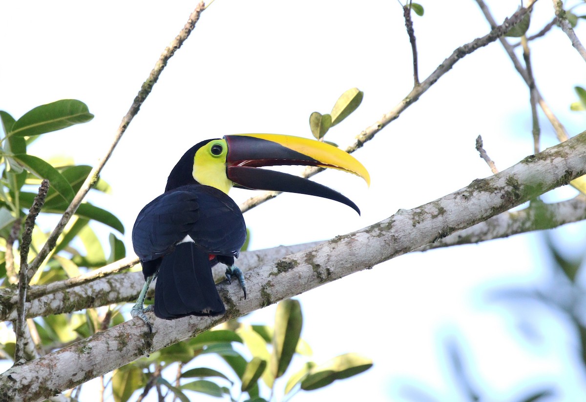 Yellow-throated Toucan (Chestnut-mandibled) - ML619630288