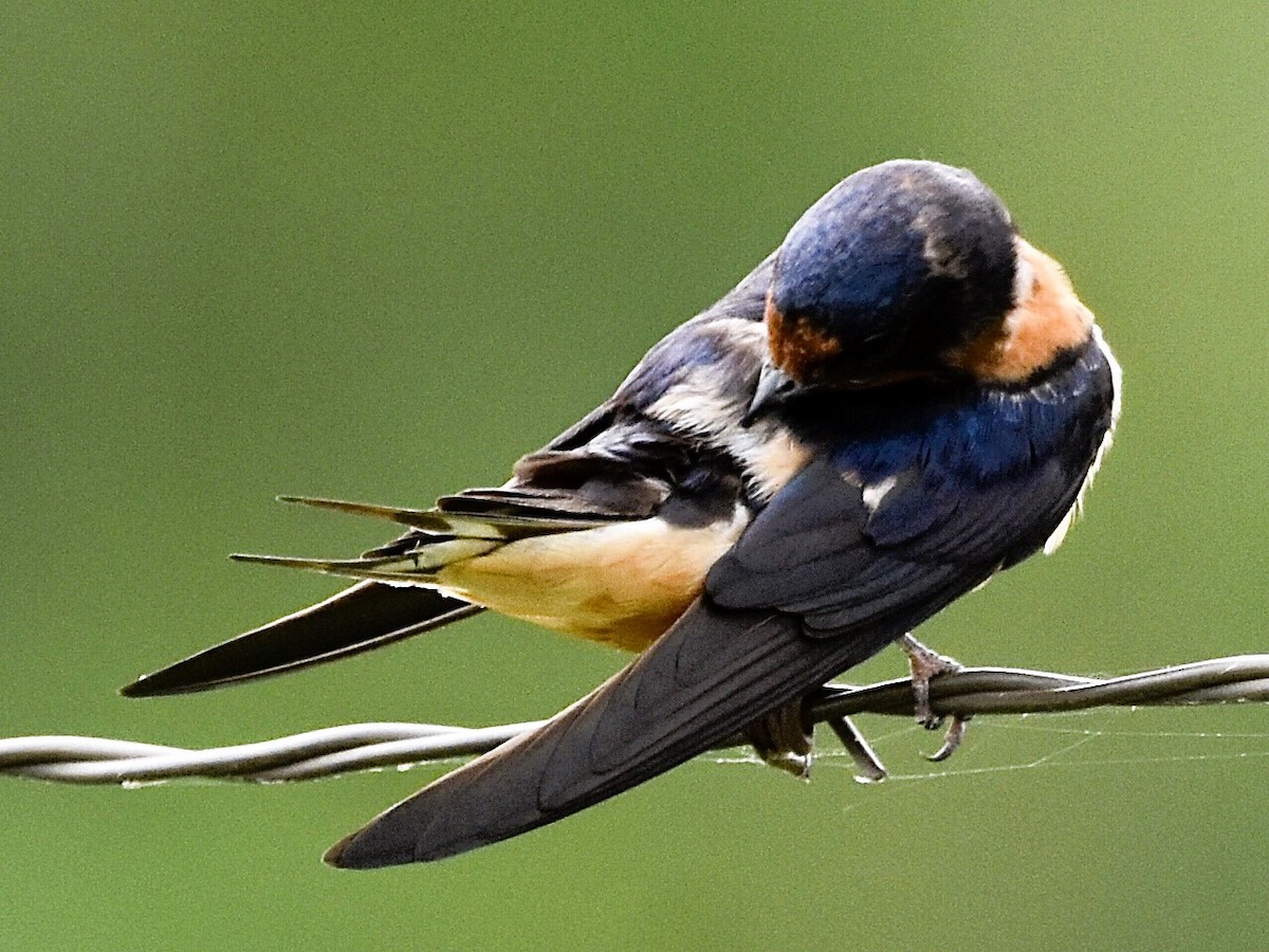 Barn Swallow - ML619630291