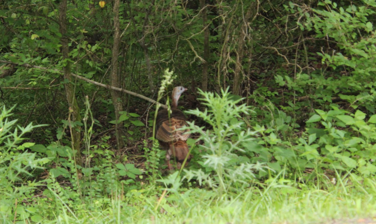 Wild Turkey - Carole Swann