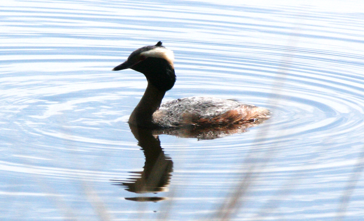 Horned Grebe - Muriel & Jennifer Mueller