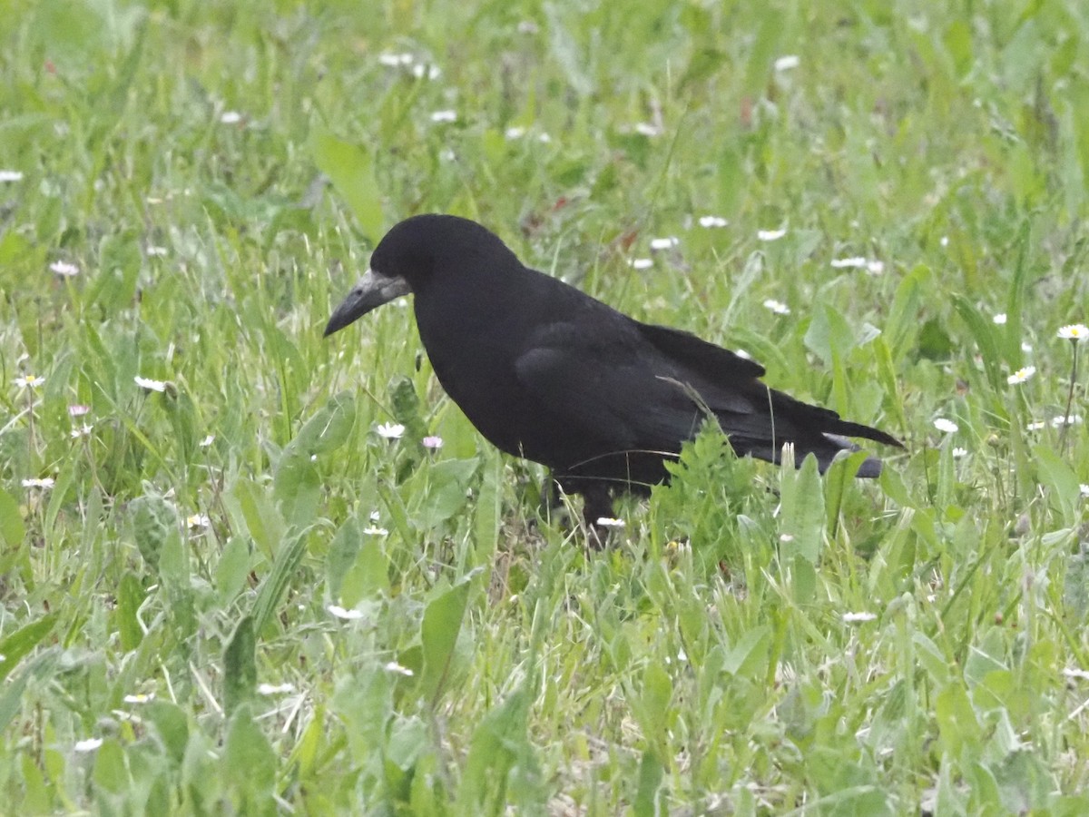 Турлиах хэрээ - ML619630304