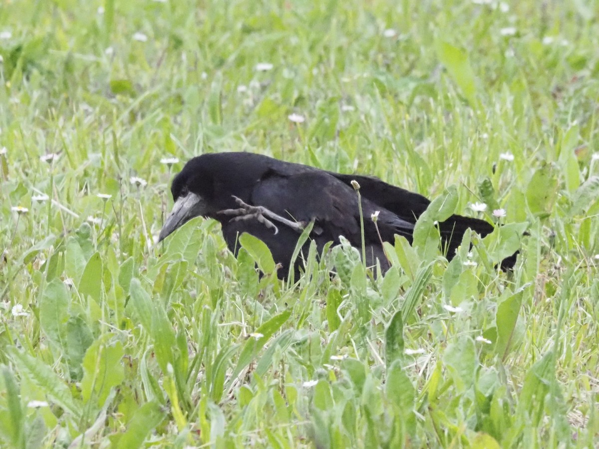 Турлиах хэрээ - ML619630305