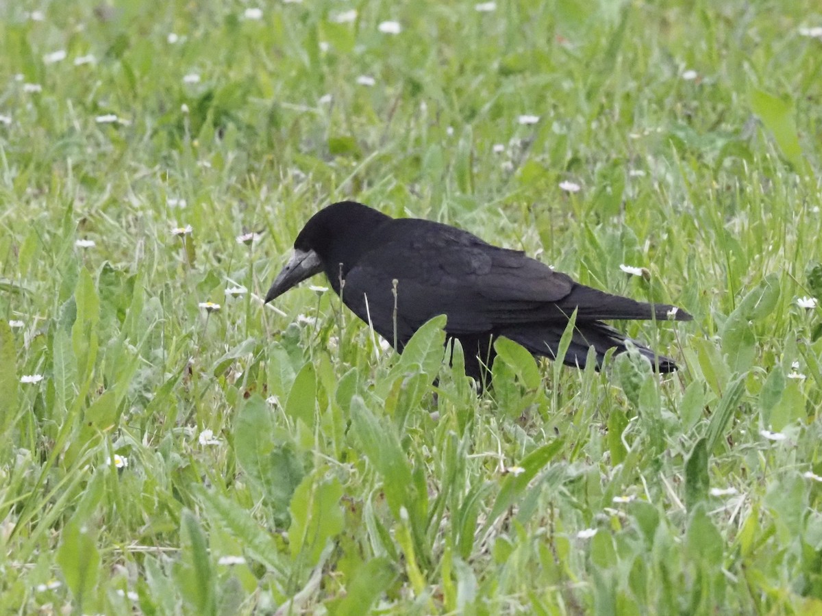 Турлиах хэрээ - ML619630306