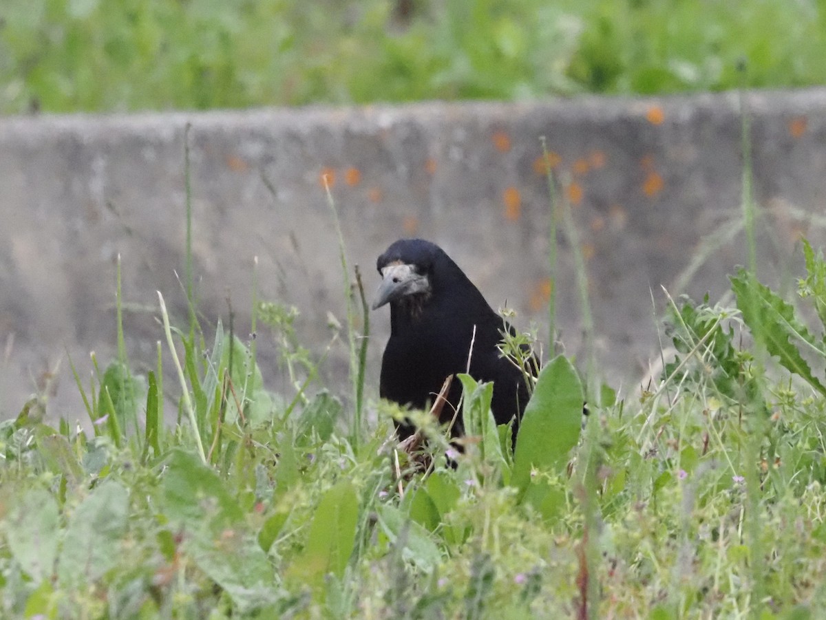 kornkråke - ML619630307