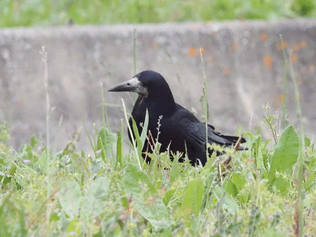 Турлиах хэрээ - ML619630308