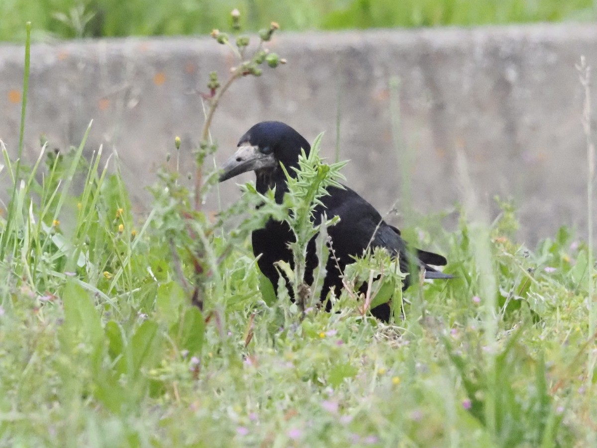 kornkråke - ML619630309