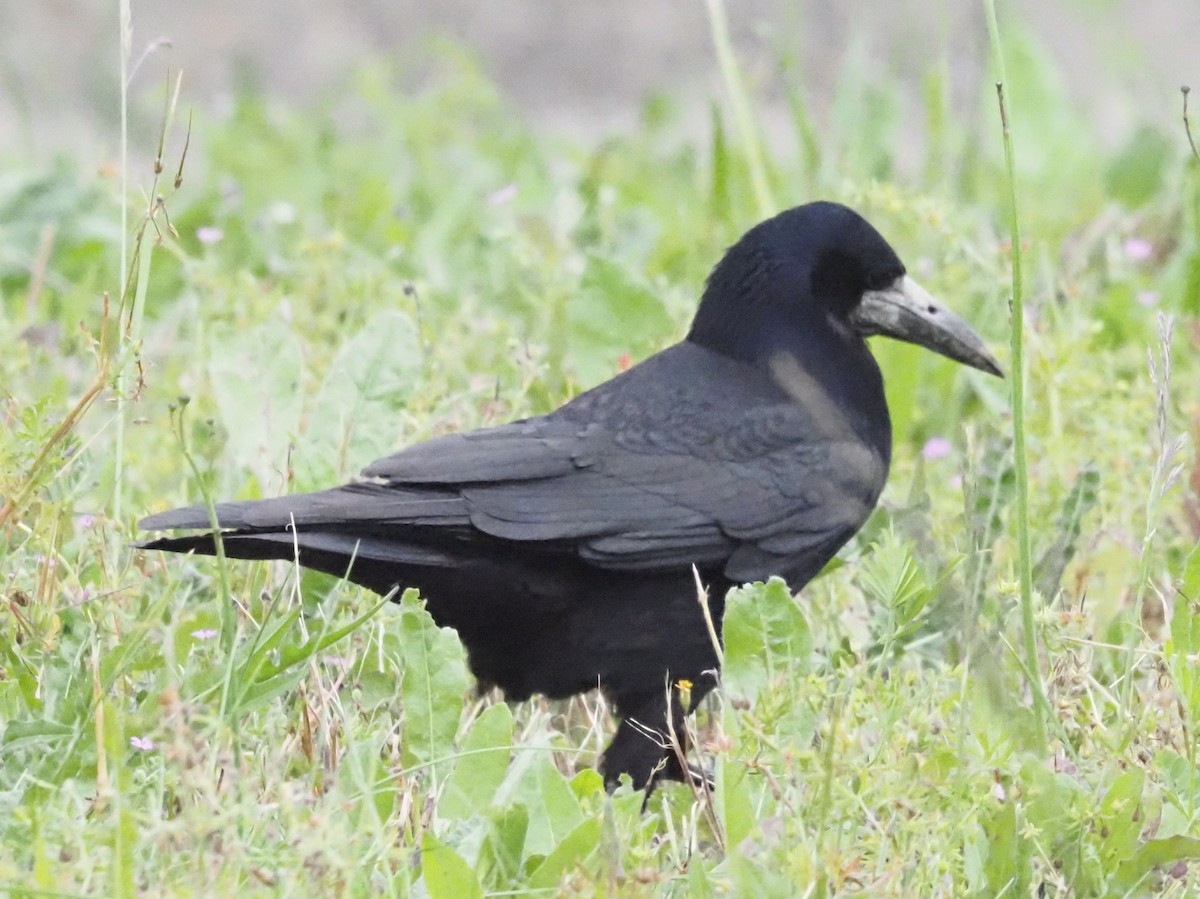 kornkråke - ML619630310