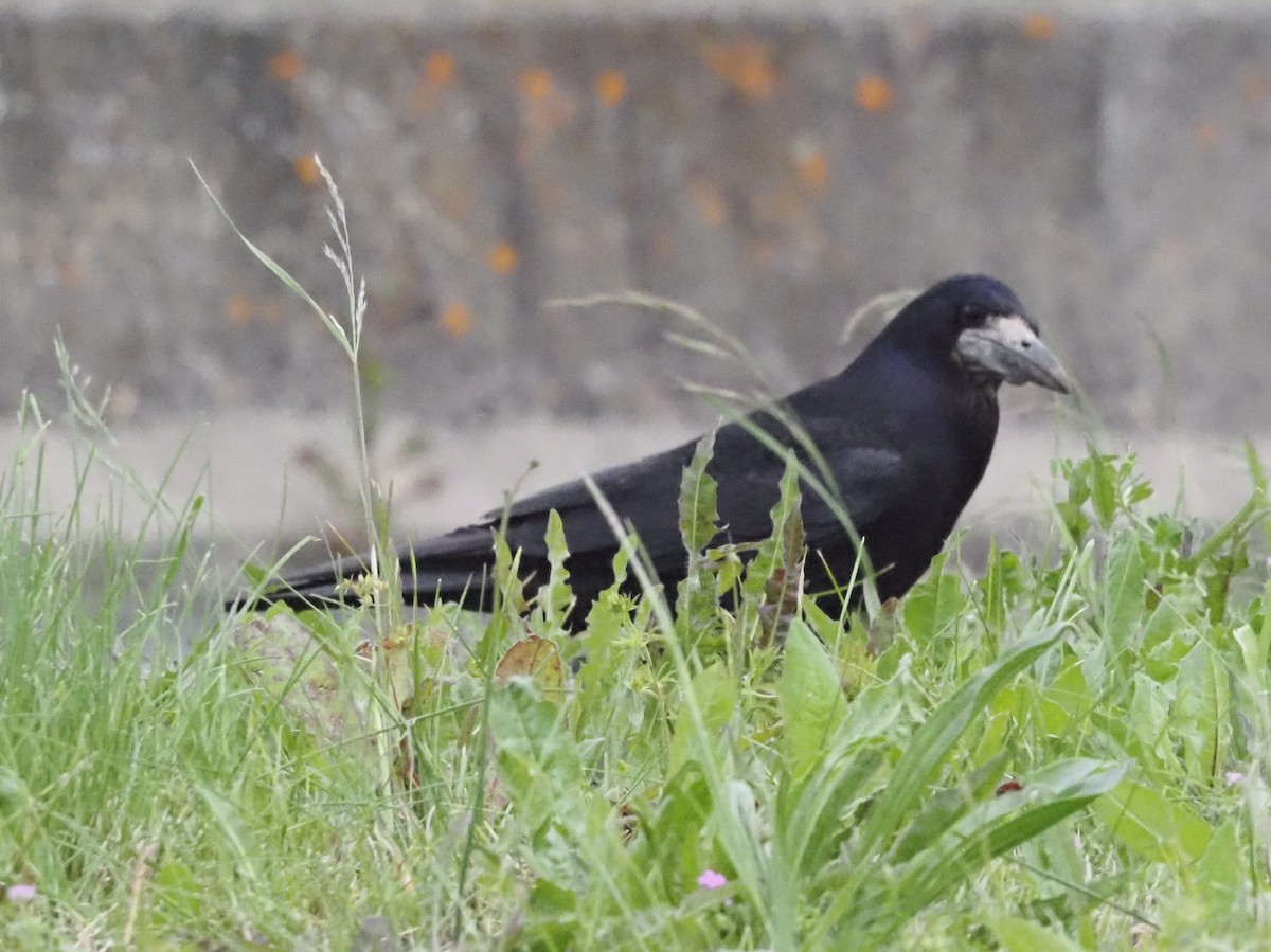 Турлиах хэрээ - ML619630311