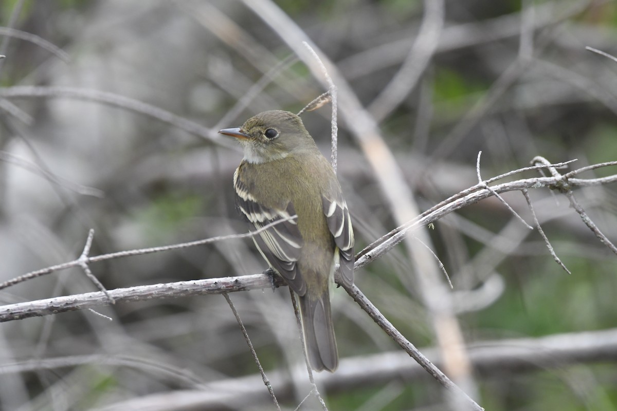 Alder Flycatcher - ML619630315