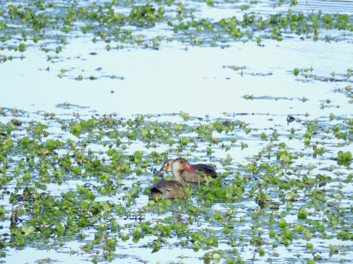 Brazilian Teal - inés otero