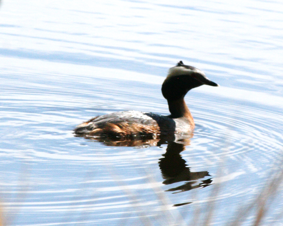 Horned Grebe - Muriel & Jennifer Mueller