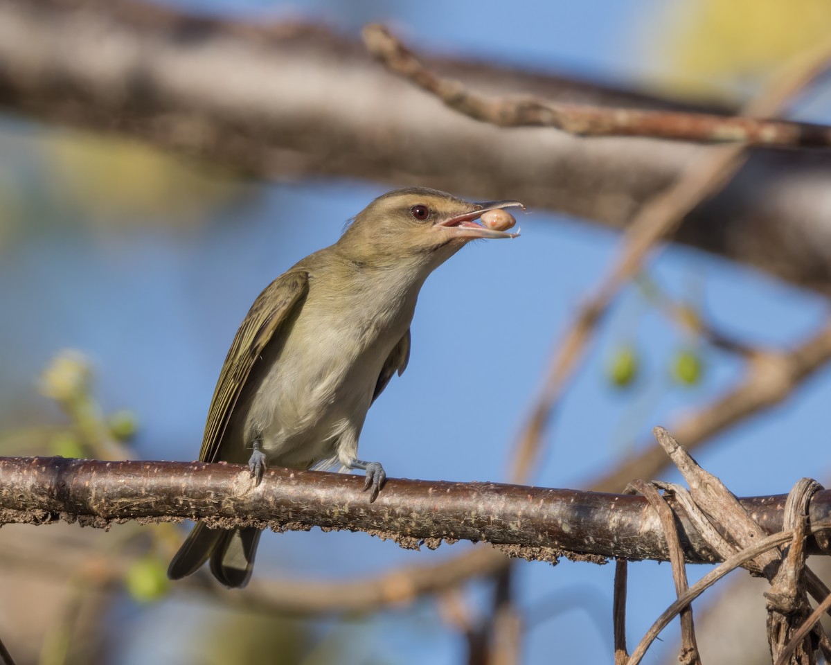 Black-whiskered Vireo - Karl Wirth