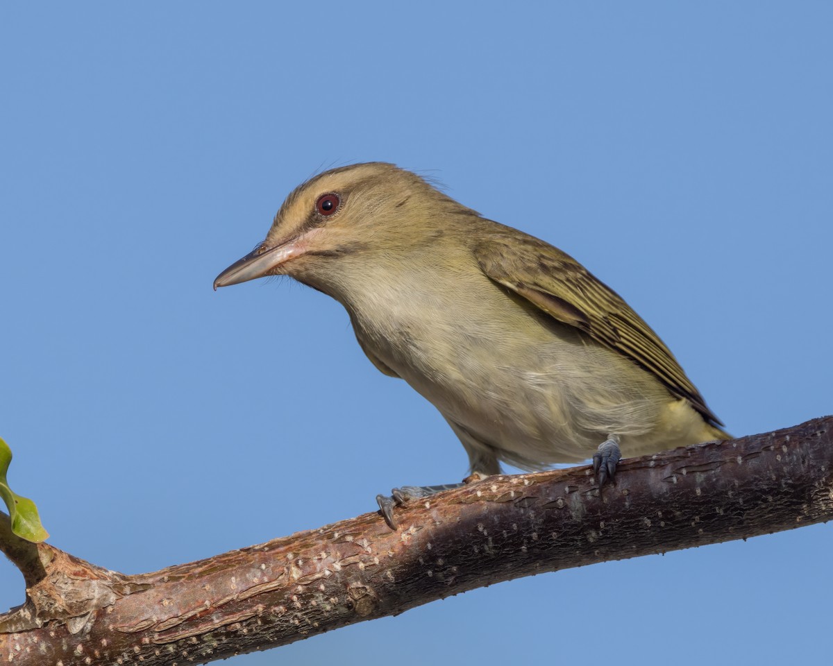 Black-whiskered Vireo - Karl Wirth