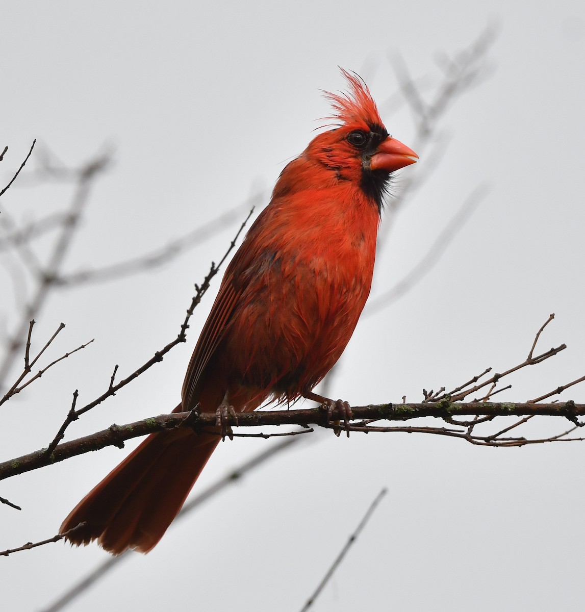 Cardinal rouge - ML619630328