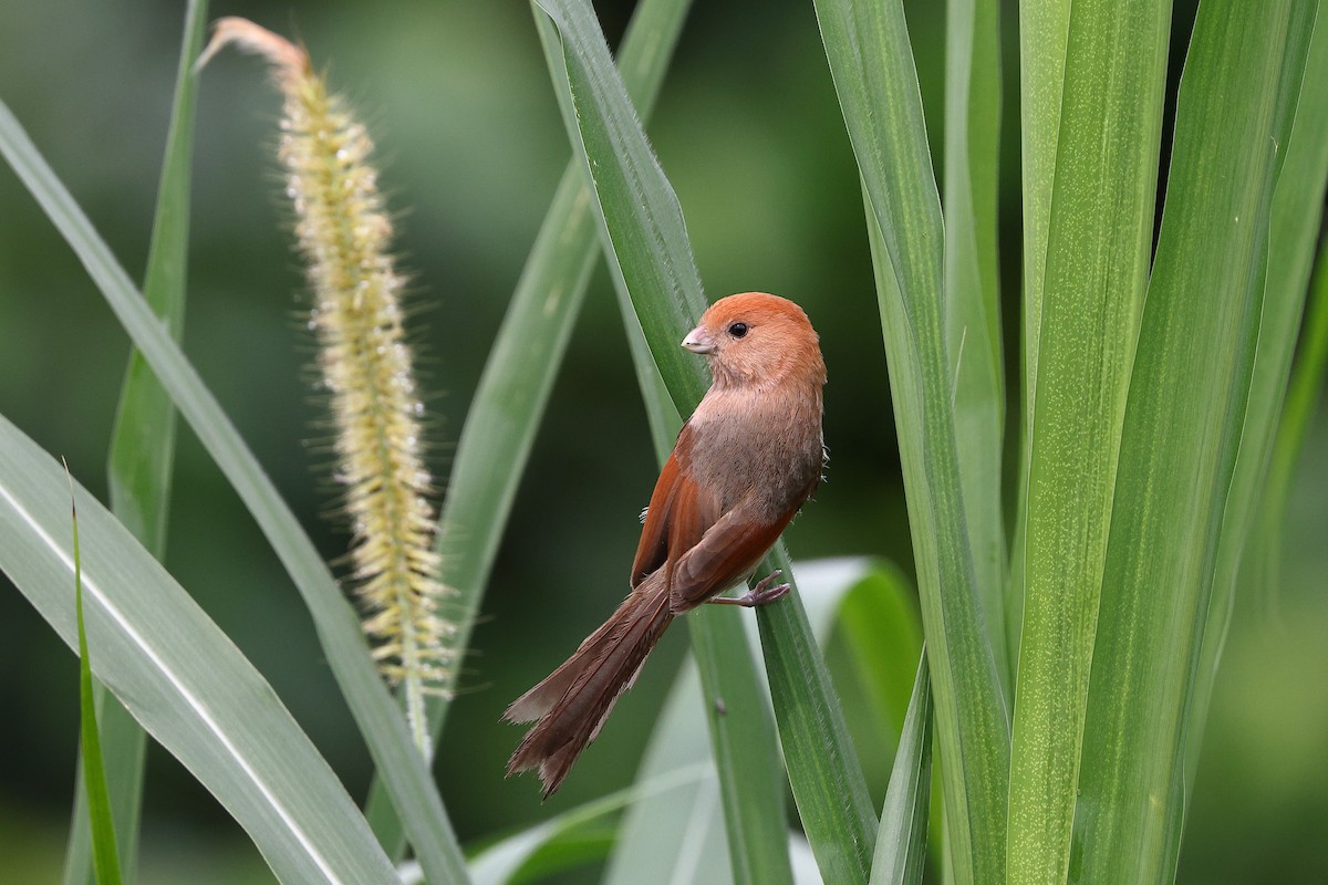 Vinous-throated Parrotbill - ML619630331