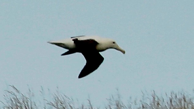 albatros královský - ML619630336