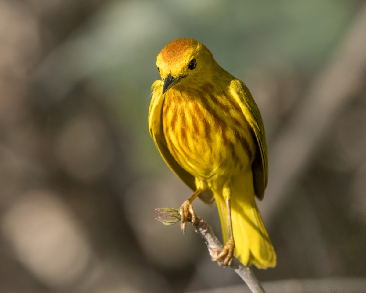 Yellow Warbler (Golden) - Karl Wirth