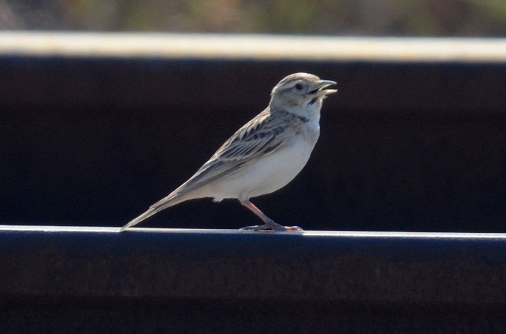 Greater Short-toed Lark - Nuno Martins