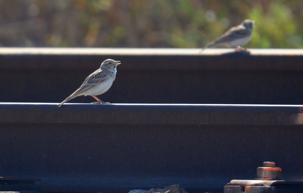 Greater Short-toed Lark - Nuno Martins