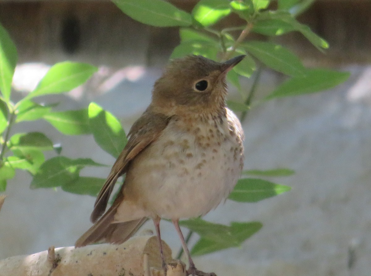Swainson's Thrush - Patricia Russell