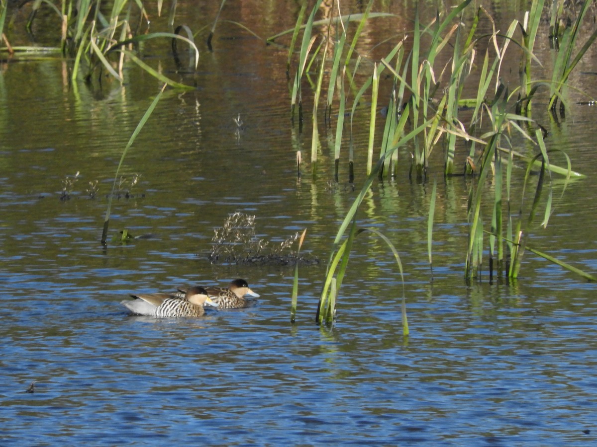 Silver Teal - inés otero