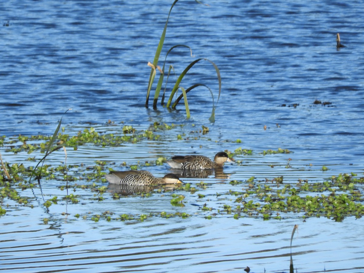 Silver Teal - inés otero