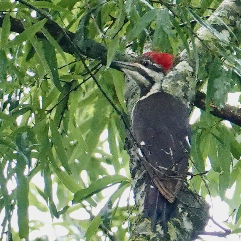 Pileated Woodpecker - Gary & Helen Smith