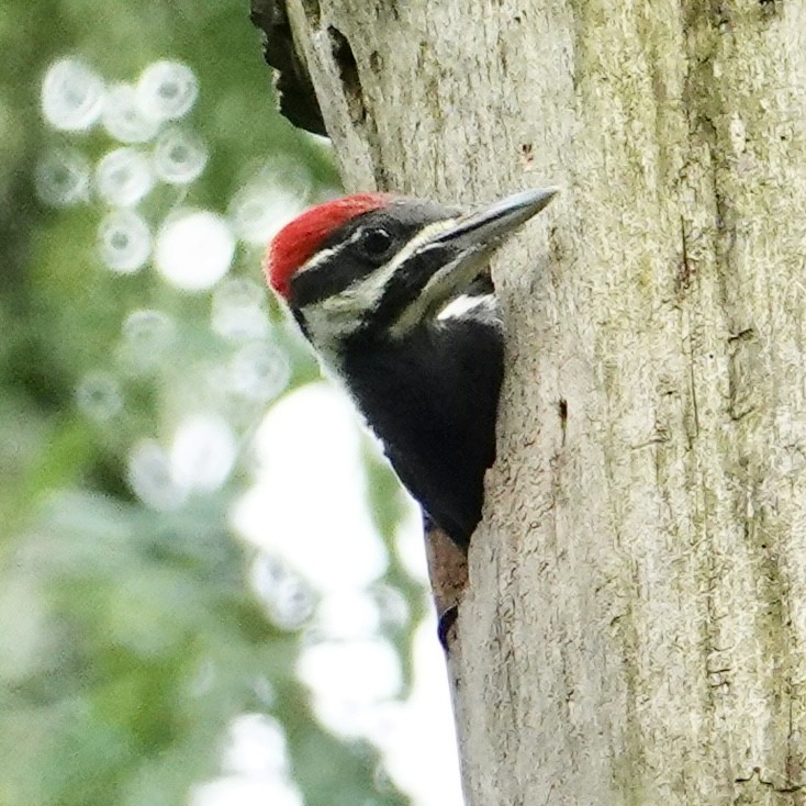 Pileated Woodpecker - Gary & Helen Smith