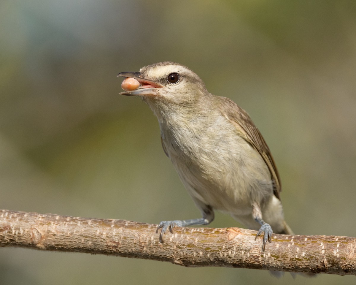 Yucatan Vireo - Karl Wirth