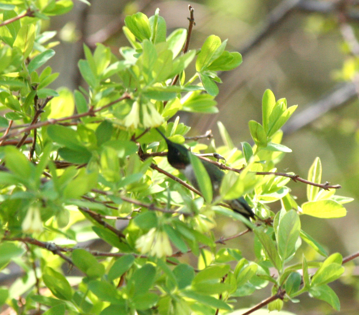 Ruby-throated Hummingbird - Muriel & Jennifer Mueller