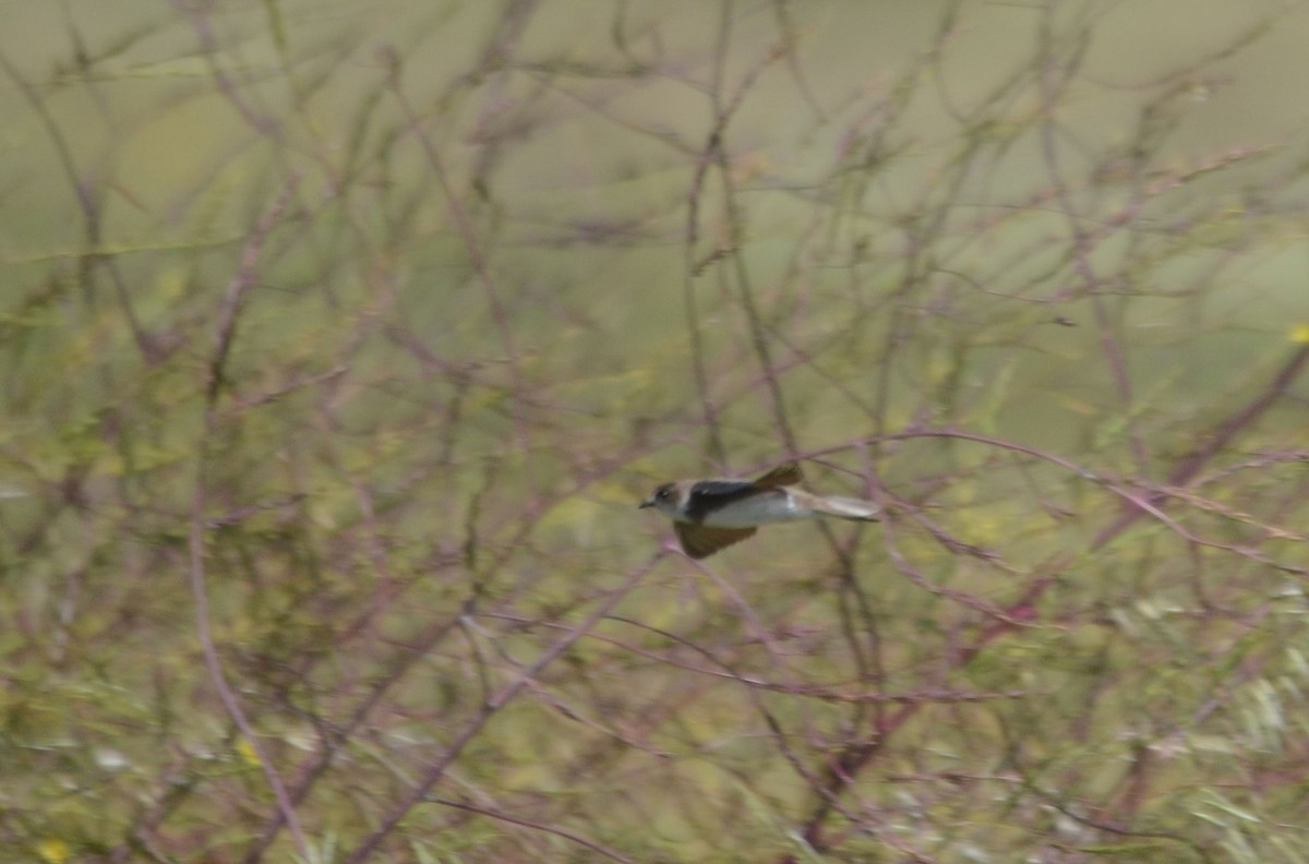 Bank Swallow - Nuno Martins