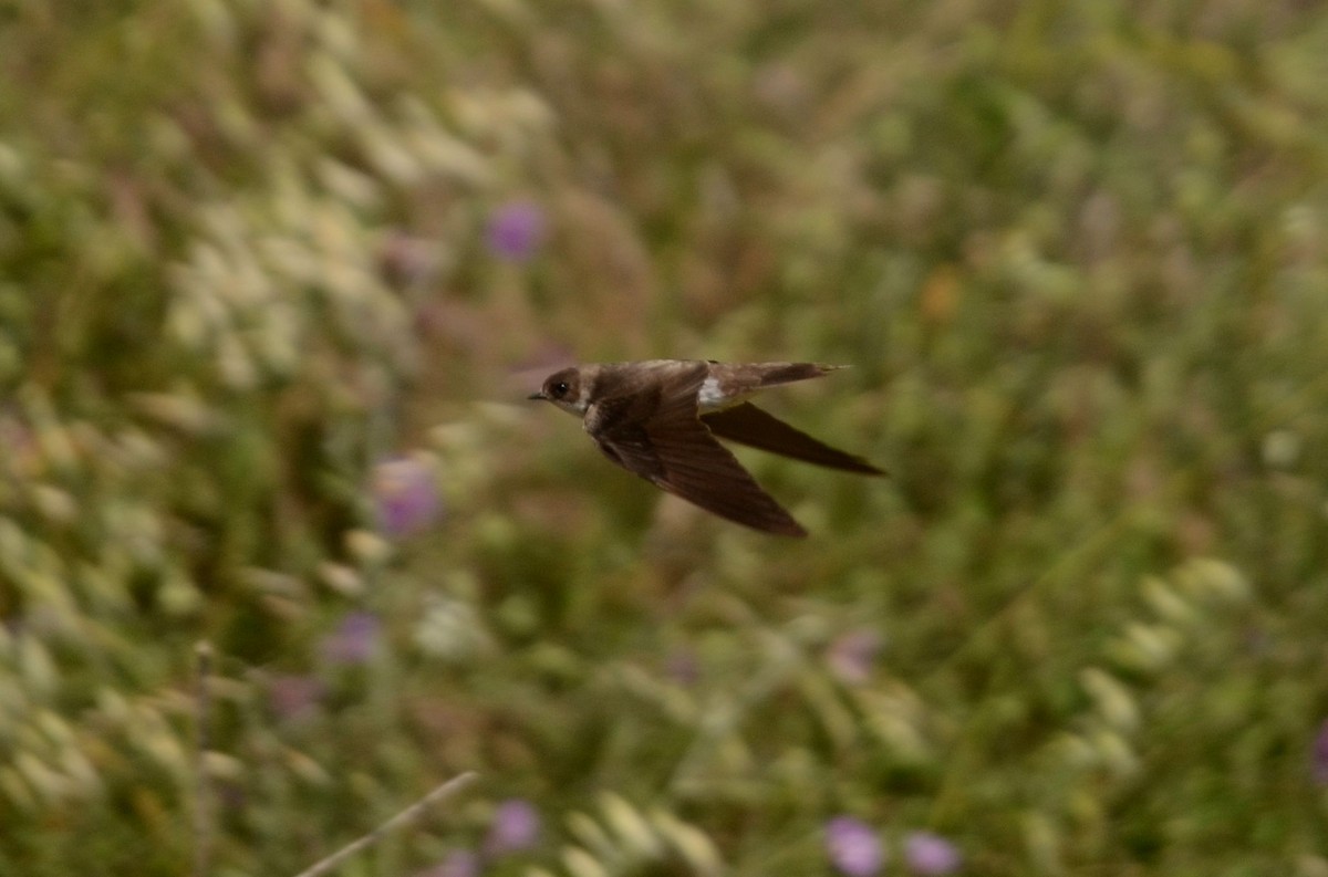 Bank Swallow - Nuno Martins