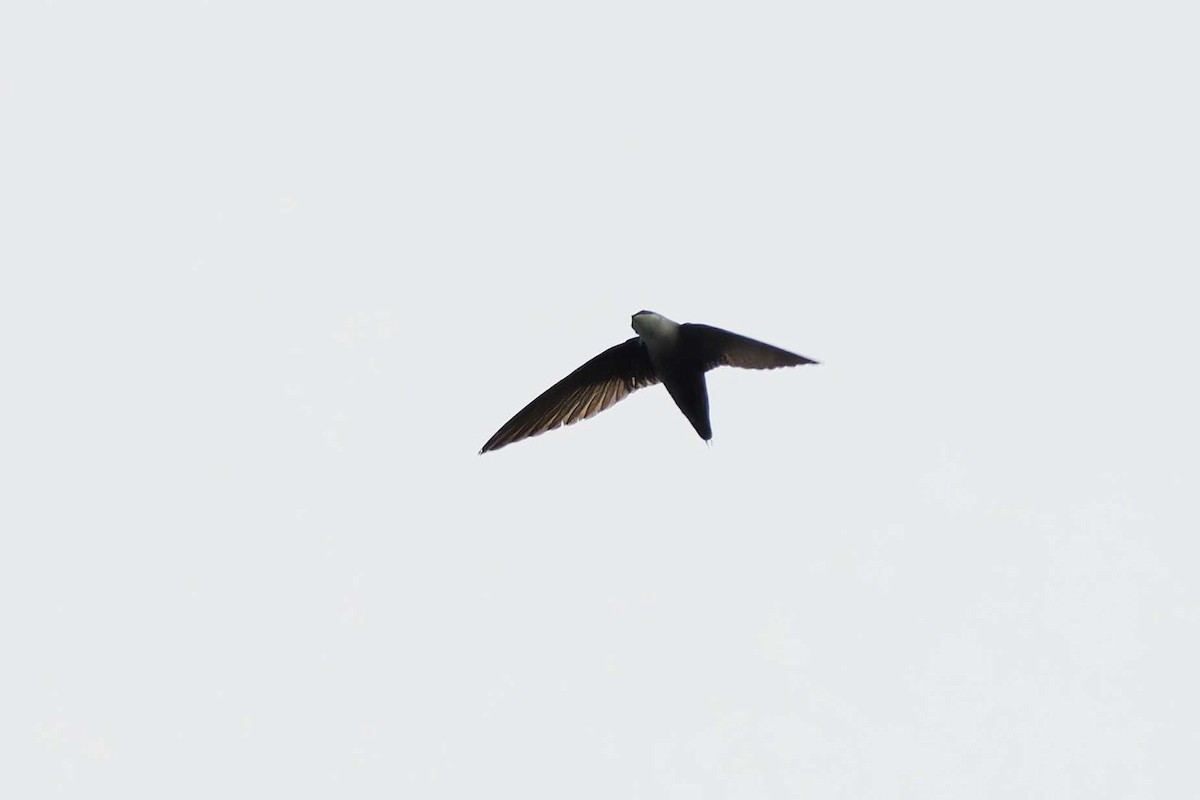 Chimney Swift - Matthew Mellor