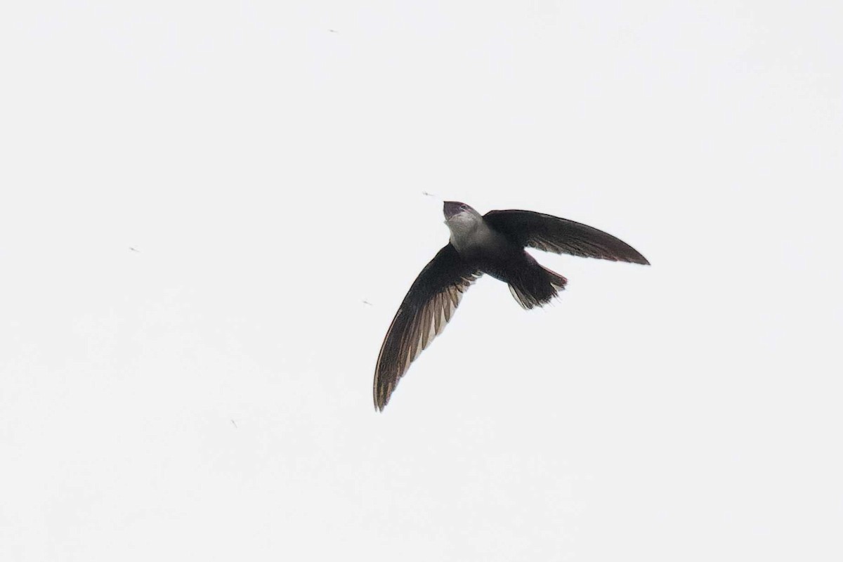 Chimney Swift - Matthew Mellor