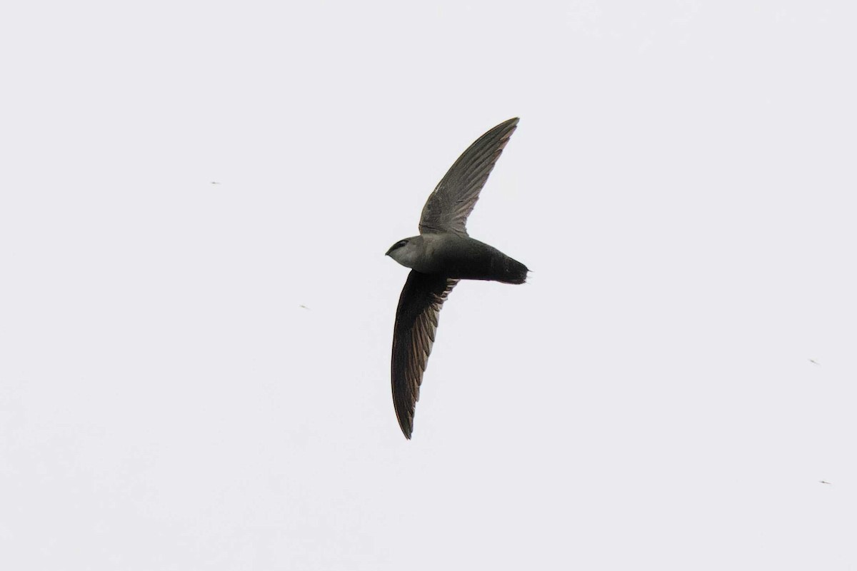 Chimney Swift - Matthew Mellor