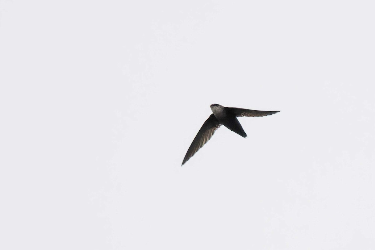 Chimney Swift - Matthew Mellor