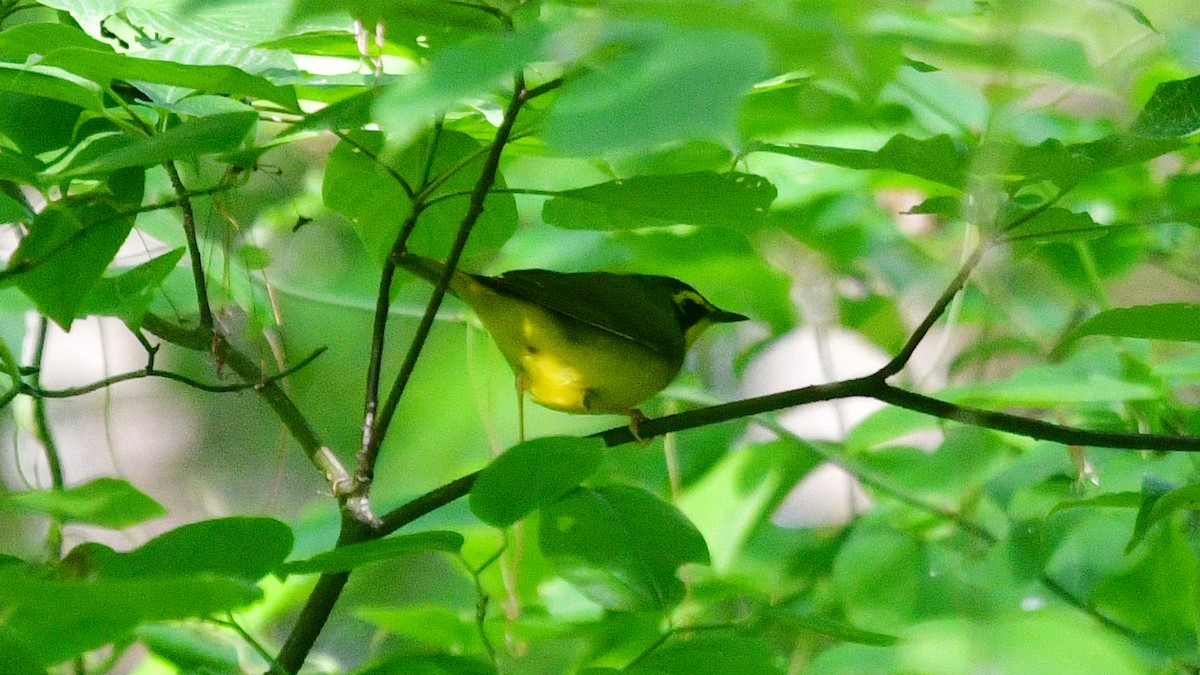 Hooded Warbler - Carl Winstead