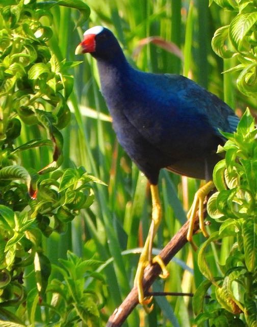 Purple Gallinule - ML619630378