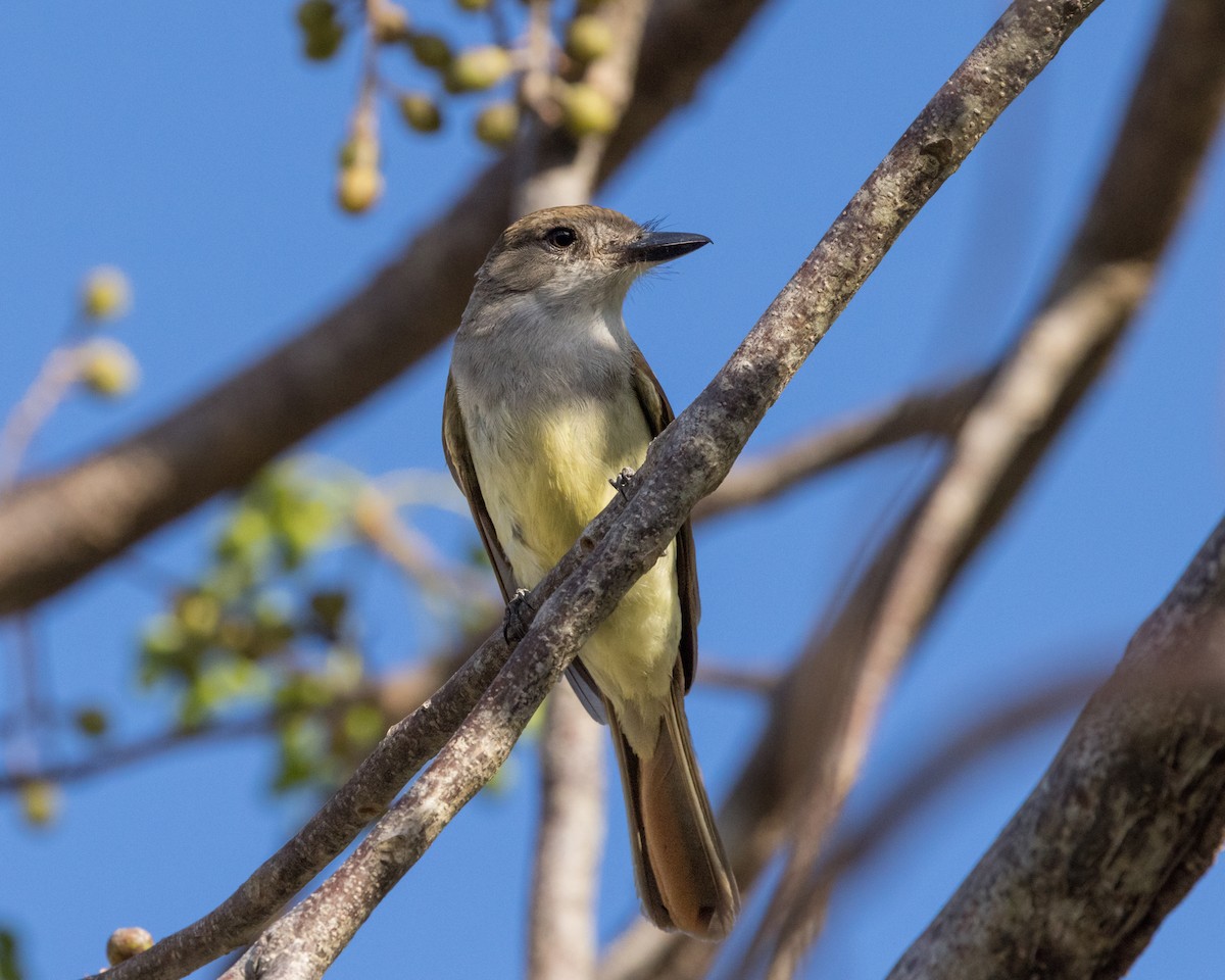 Yucatan Flycatcher - Karl Wirth