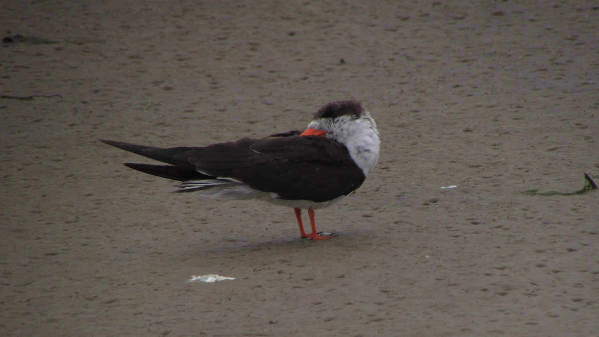 Black Skimmer - ML619630393