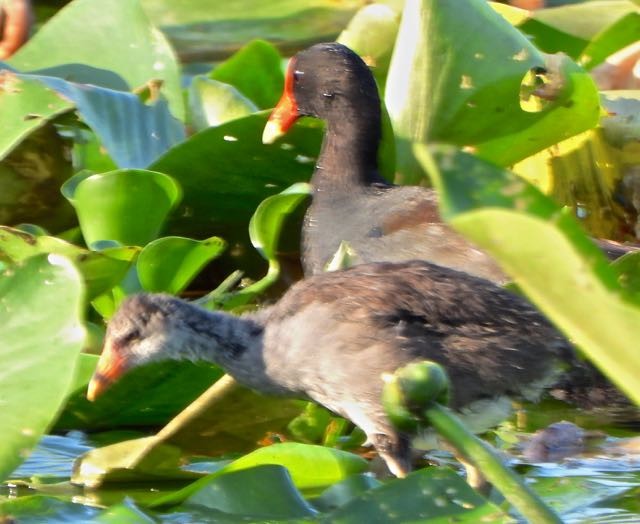 Common Gallinule - ML619630396