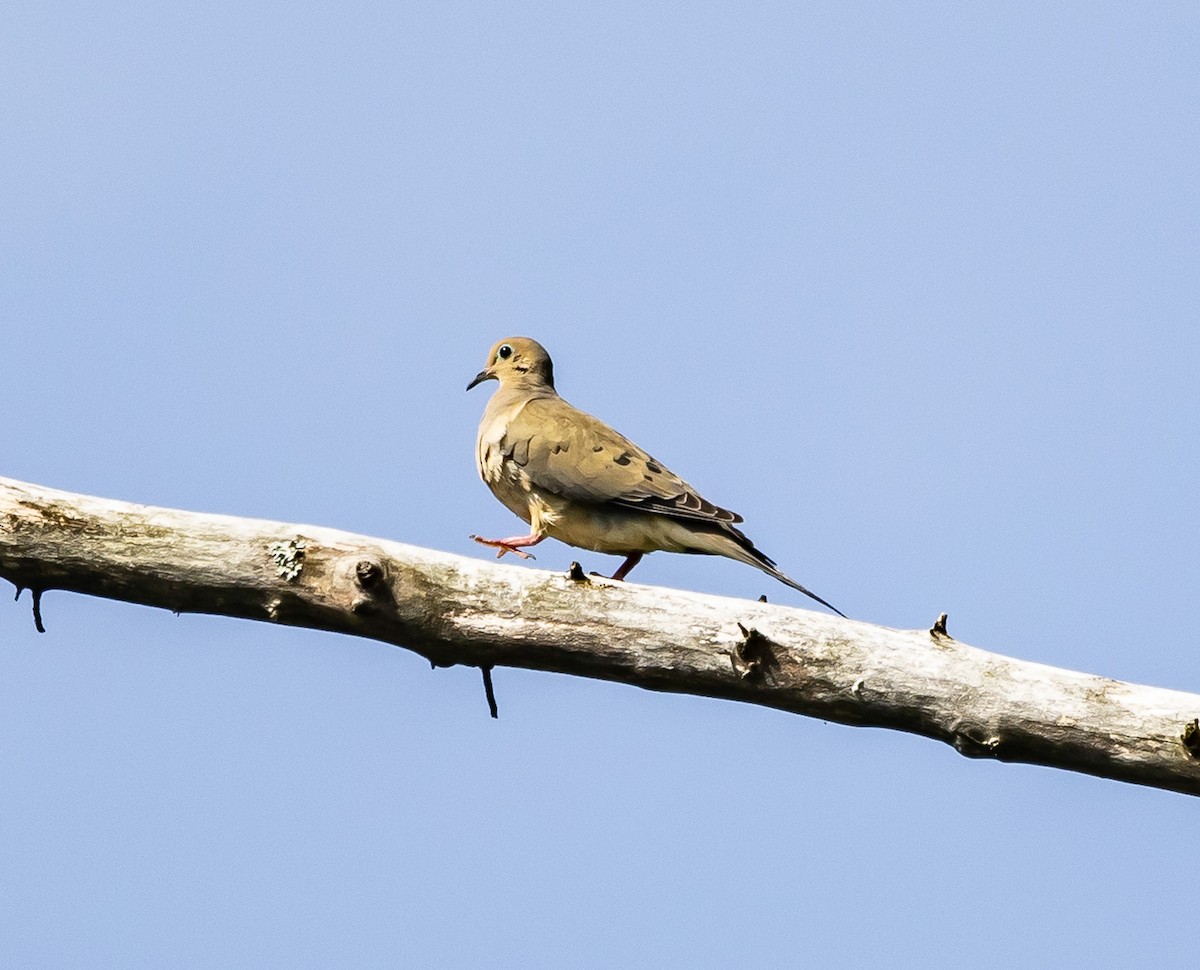 Mourning Dove - ML619630399