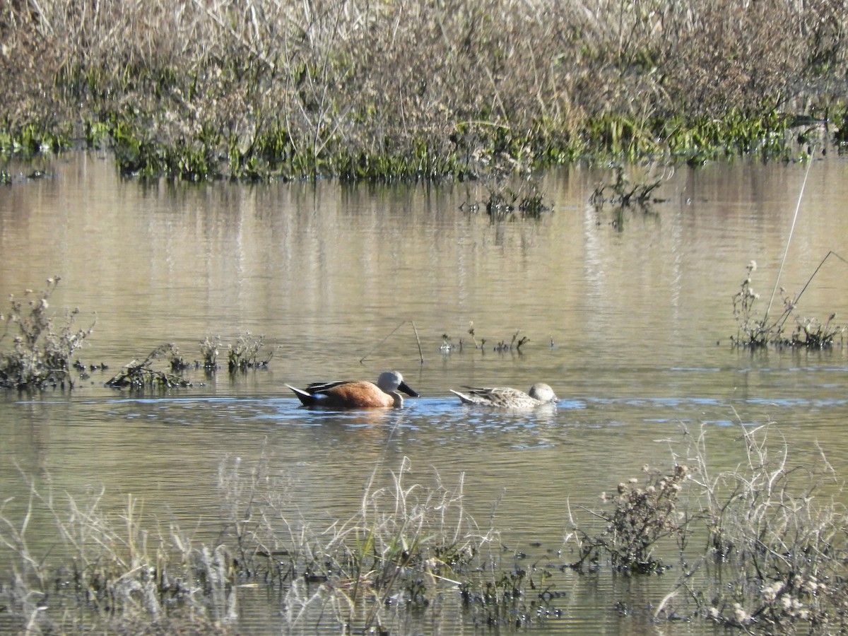 Red Shoveler - inés otero