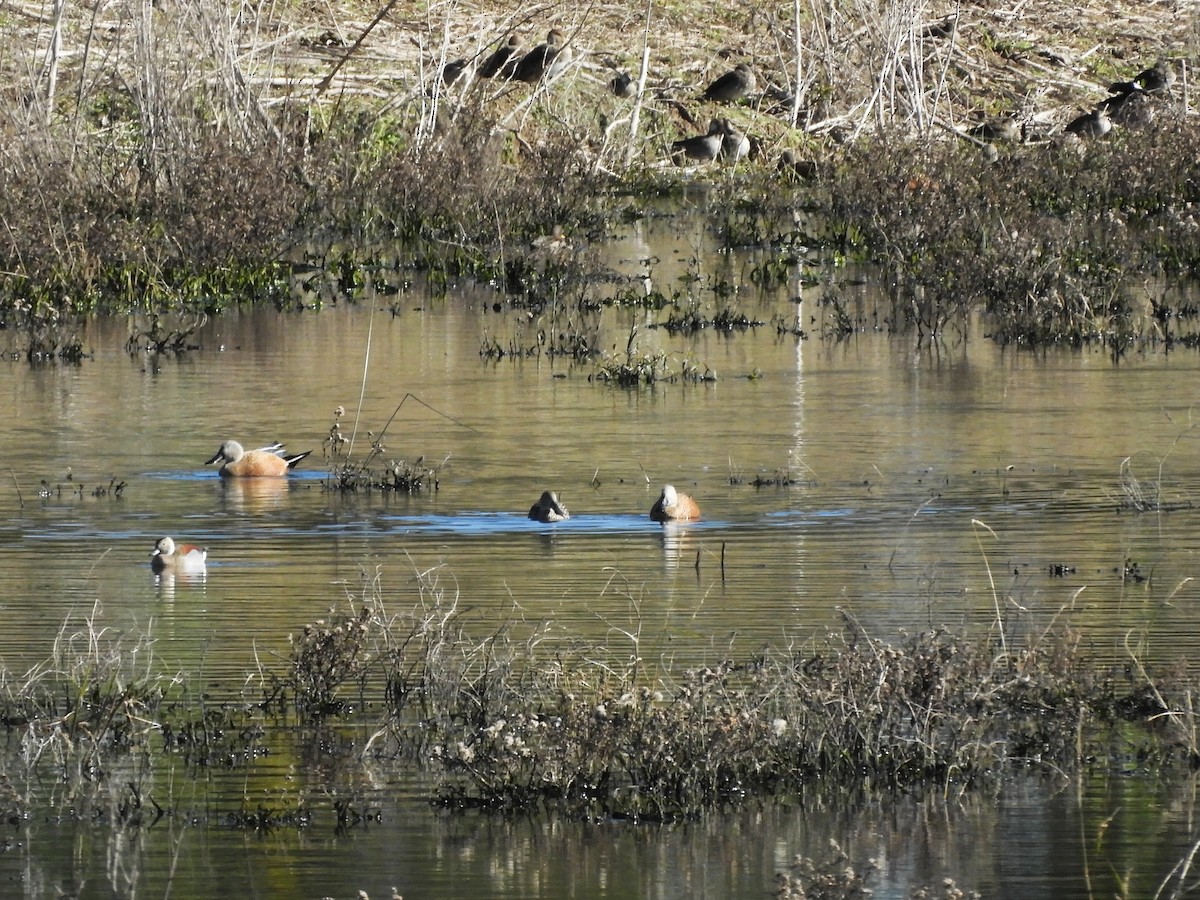 Red Shoveler - ML619630402